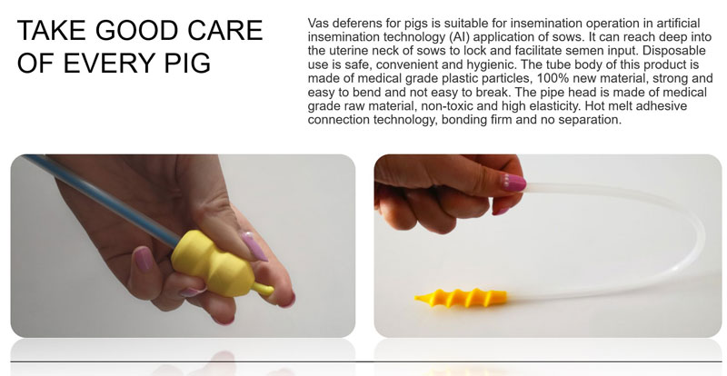 artificial insemination in pigs
