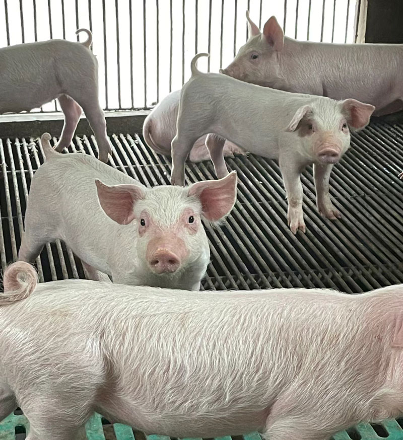 Choosing the Right Breed