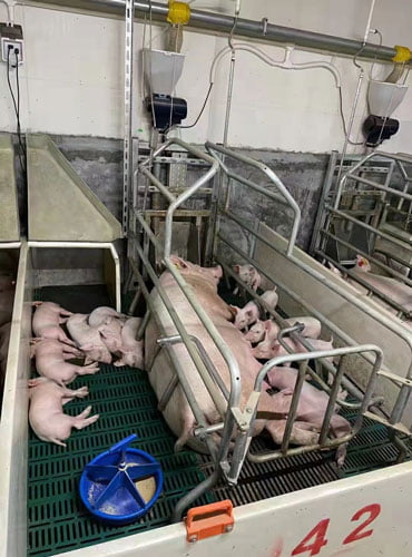 pig farrowing pen