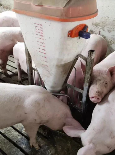 pig feeder