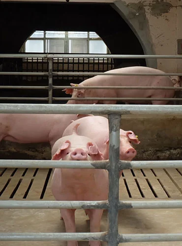 pig nursery