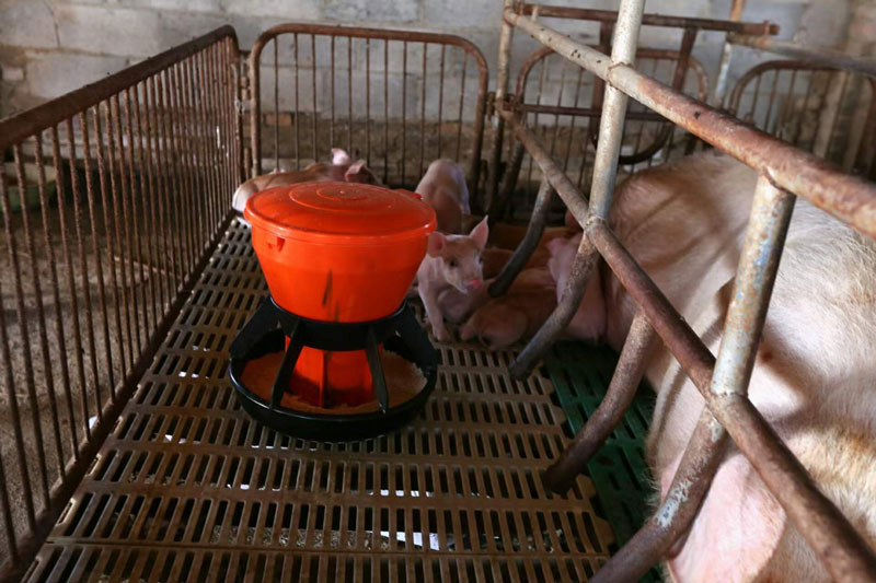 Nursery piglet feeder