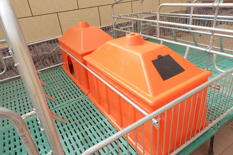 pigs-incubator