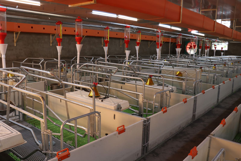 modern pig farm
