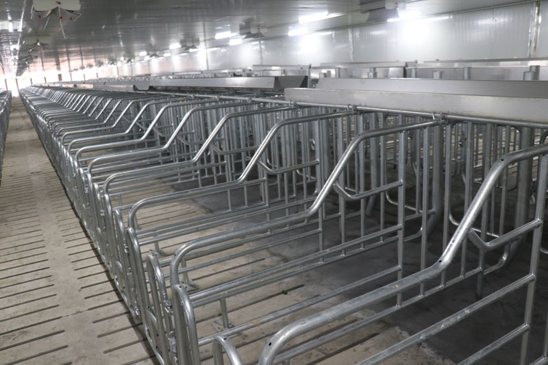 modern pig farm